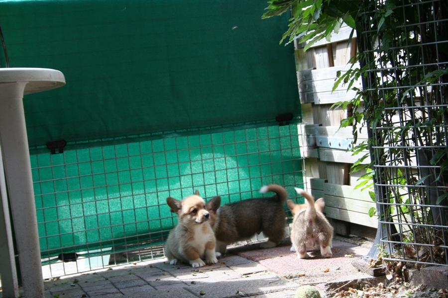 Puppies